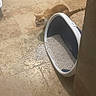 cat, orange_cat, litter_box, spilled_litter, tiled_floor, indoor, pet, animal, curious, floor, container, mess, side_view, feline, domestic_cat, quiet, home, brown, white, small