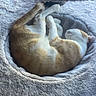 Loki a rejoint le concours — aidez-le/la à gagner de superbes lots ! cat, orange_and_white_cat, sleeping, curled_up, cozy, fluffy_bed, soft_texture, indoor, pet, feline, resting, relaxation, animal, cute, comfort, fur, whiskers, paw, tail, natural_light