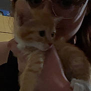 Winnie a rejoint le concours — aidez-le/la à gagner de superbes lots ! cat, kitten, person, glasses, indoor, dim_lighting, hand, orange_cat, white_paws, portrait, close_up, feline, pet, cute, young_cat, holding, face, blurred, dark, casual