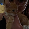 cat, kitten, person, glasses, indoor, dim_lighting, hand, orange_cat, white_paws, portrait, close_up, feline, pet, cute, young_cat, holding, face, blurred, dark, casual