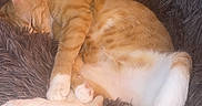 Winnie participe au concours pour gagner de l'argent avec cette photo : animal, cat, cozy, curled_up, cute, domestic_cat, feline, fluffy_bed, fur, indoor, napping, orange_cat, paw, pet_bed, relaxed, resting, sleeping, soft_texture, tail, white_paws