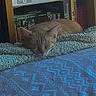 Winnie participe au concours pour gagner de l'argent avec cette photo : cat, sleeping, orange_cat, blanket, bed, wooden_shelf, books, binder, indoor, cozy, furniture, resting, cute, pet, domestic_animal, quiet, soft_texture, peaceful, animal, relaxation
