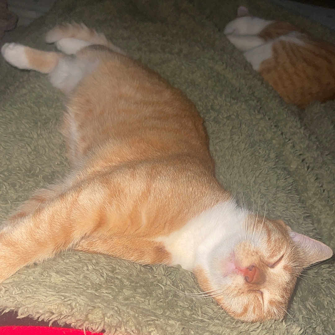 Winnie a rejoint le concours — aidez-le/la à gagner de superbes lots ! cat, orange_cat, white_cat, sleeping, resting, blanket, green_blanket, indoor, cozy, pet, feline, animal, relaxation, comfort, cute, fur, whiskers, nap, domestic_cat, two_cats