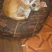 Amy Cox joined the competition — help win amazing prizes! animal, bean_bag, camo_pattern, canine, cozy, cute, dog, ears, flooring, fur, home, indoor, light_reflection, patterned_floor, paw, pet, playful, relaxed, resting, wooden_floor