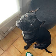 Tyson participe au concours pour gagner de l'argent avec cette photo : black_dog, casual, curious, dog, door, floor, footwear, green_sneakers, indoor, light, looking_up, person, pet, round_stool, shadow, sneakers, stool, tile_floor, wall, white_sneakers