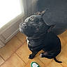 black_dog, casual, curious, dog, door, floor, footwear, green_sneakers, indoor, light, looking_up, person, pet, round_stool, shadow, sneakers, stool, tile_floor, wall, white_sneakers