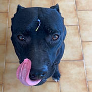 Tyson participe au concours pour gagner de l'argent avec cette photo : dog, black_dog, tongue, licking, flower_petal, tile_floor, pet, cute, animal, indoor, close_up, looking_up, brown_eyes, playful, funny, muzzle, ears, fur, domestic_animal, companion