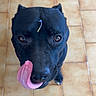 Tyson participe au concours pour gagner de l'argent avec cette photo : animal, black_dog, brown_eyes, close_up, companion, cute, dog, domestic_animal, ears, flower_petal, funny, fur, indoor, licking, looking_up, muzzle, pet, playful, tile_floor, tongue