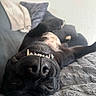 Tyson a rejoint le concours — aidez-le/la à gagner de superbes lots ! dog, black_dog, lying_down, upside_down, teeth, smile, couch, blanket, pillow, indoor, pet, canine, relaxed, funny, close_up, fur, nose, tongue, happy, home
