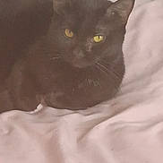 Midnight joined the competition — help win amazing prizes! cat, black_cat, pet, animal, yellow_eyes, feline, resting, pink_blanket, soft_texture, indoor, cute, fur, whiskers, ears, cozy, relaxed, sleepy, domestic_cat, mammal, companion