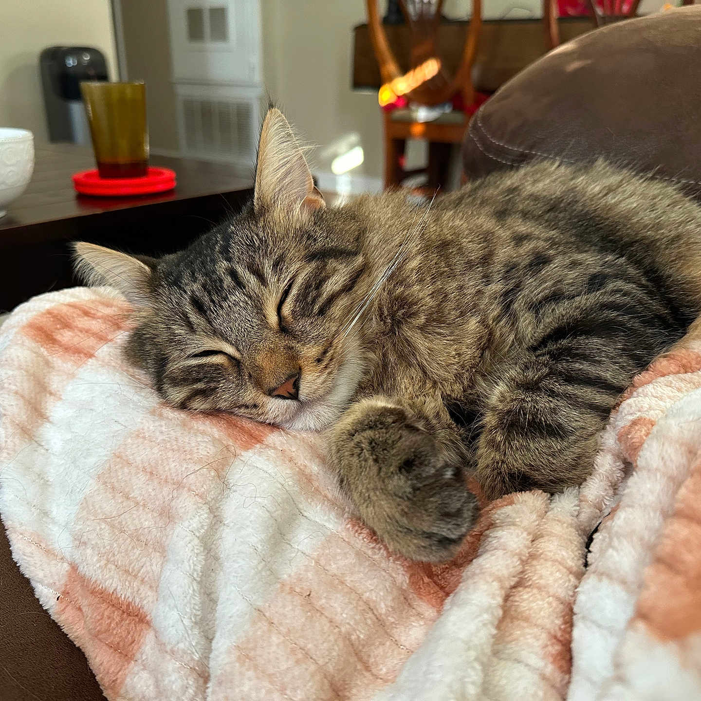 Henry is registered to the contest to win money with this photo: abyssinian, animal, beverage, blanket, cat, coffee, coffeecup, couch, cup, cushion, furniture, homedecor, kitten, linen, manx, person, pet, pottery, quilt, sleeping
