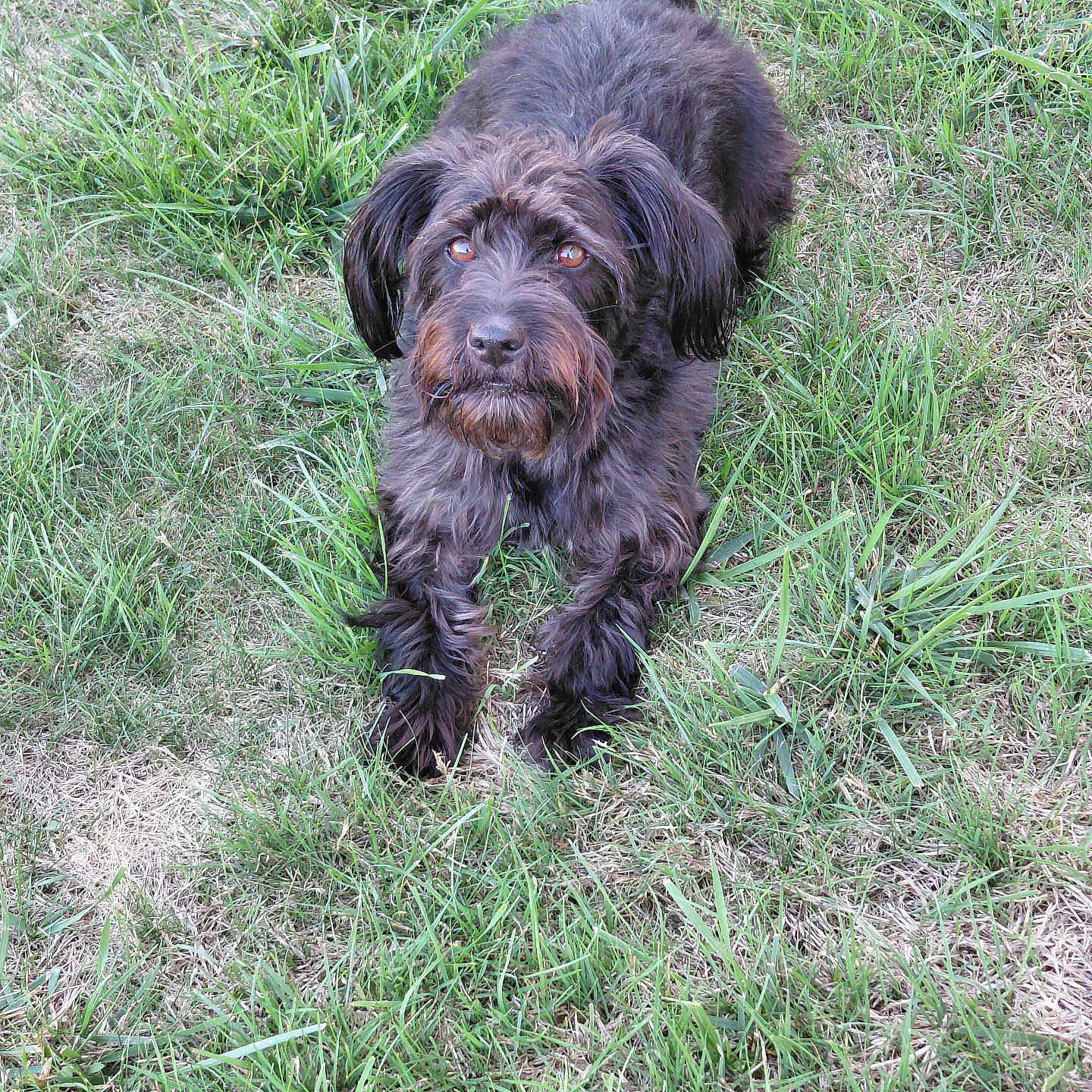 Vénus participe au concours pour gagner de l'argent avec cette photo : dog, black_dog, shaggy_fur, long_hair, floppy_ears, brown_eyes, grass, lawn, outdoor, pet, animal, sitting, looking_at_camera, fluffy_tail, canine, portrait, garden, natural_light, playful, grassland