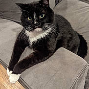 Avatar is registered to the contest to win money with this photo: cat, tuxedo_cat, black_and_white, indoor, couch, furniture, pet, animal, relaxed, paws, fur, wooden_floor, home, domestic_cat, whiskers, sitting, looking, cozy, resting, cute