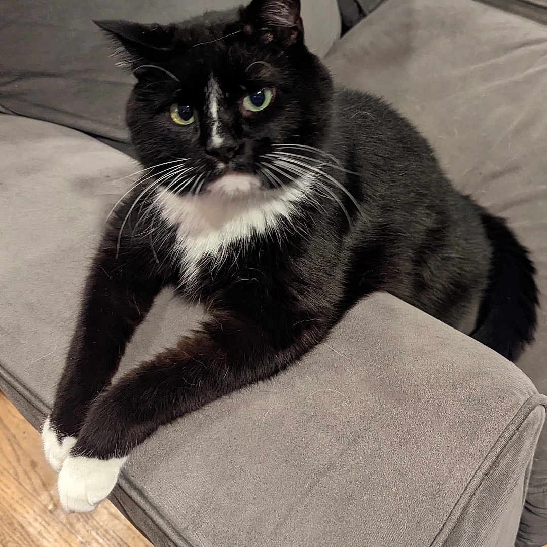 Avatar is registered to the contest to win money with this photo: animal, black_and_white, cat, couch, cozy, cute, domestic_cat, fur, furniture, home, indoor, looking, paws, pet, relaxed, resting, sitting, tuxedo_cat, whiskers, wooden_floor