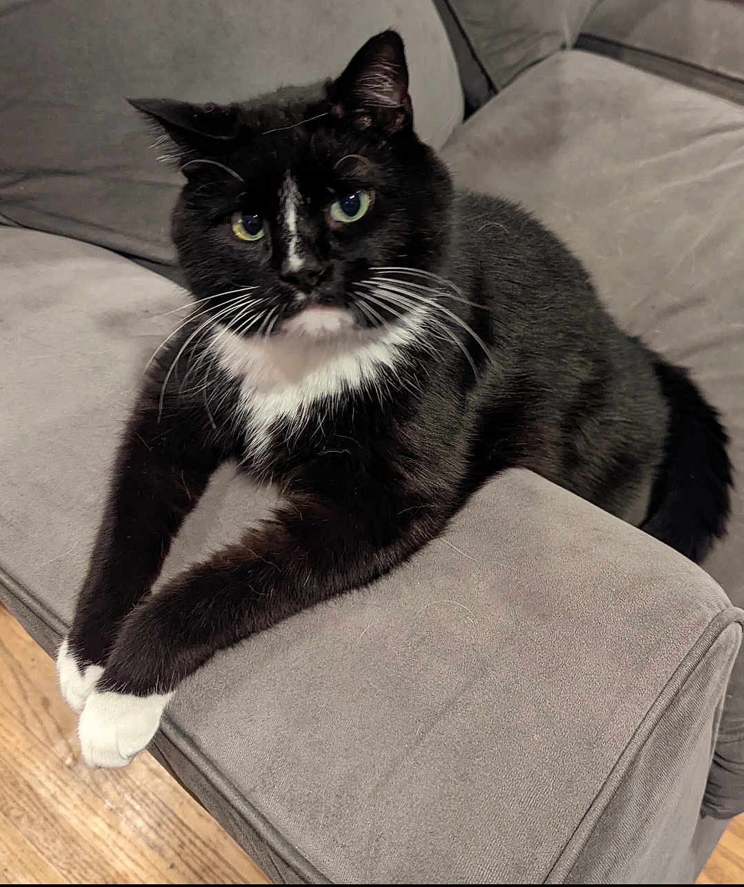 Avatar is registered to the contest to win money with this photo: cat, tuxedo_cat, black_and_white, indoor, couch, furniture, pet, animal, relaxed, paws, fur, wooden_floor, home, domestic_cat, whiskers, sitting, looking, cozy, resting, cute