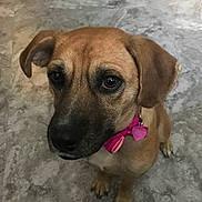Ceara is registered to the contest to win money with this photo: dog, brown_dog, pet, collar, pink_bow, animal, indoor, floor, cute, small_dog, canine, ears, fur, whiskers, paws, looking_up, sitting, portrait, close_up, companion