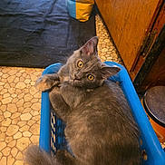 Grey is registered to the contest to win money with this photo: cat, gray_cat, laundry_basket, kitchen_floor, yellow_eyes, curious, fluffy, pet, indoor, home, cabinet, cat_litter, blue_basket, floor_tiles, relaxed, feline, domestic_animal, household, cute, looking_up