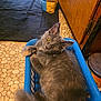 cat, gray_cat, laundry_basket, kitchen_floor, yellow_eyes, curious, fluffy, pet, indoor, home, cabinet, cat_litter, blue_basket, floor_tiles, relaxed, feline, domestic_animal, household, cute, looking_up
