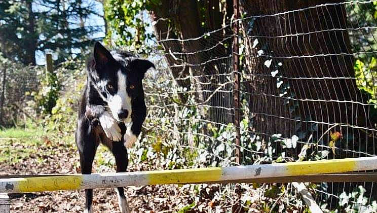 Bailey joined the competition — help win amazing prizes! bear, canidae, carnivore, dog_breed, fence, fur, grass, jungle, mesh, plant, recreation, snout, sporting_group, tail, terrestrial_animal, tree, trunk, wildlife, wire_fencing, wood