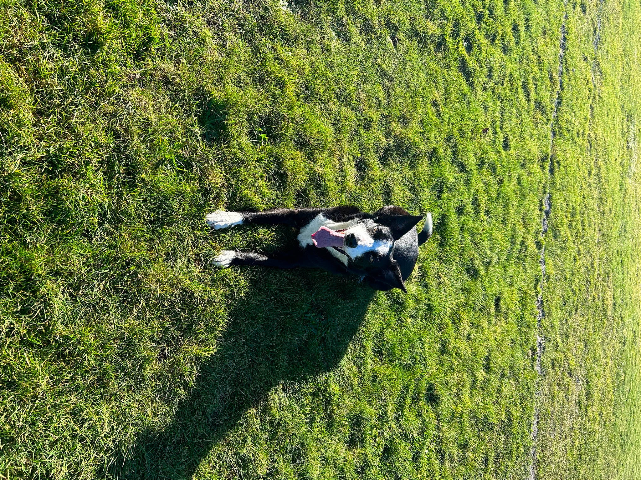 Bailey is registered to the contest to win money with this photo: field, grass, grass_family, grassland, groundcover, landscape, lawn, leisure, meadow, natural_landscape, pasture, people_in_nature, plant, recreation, shadow, shrub, slope, soil, tree, woody_plant