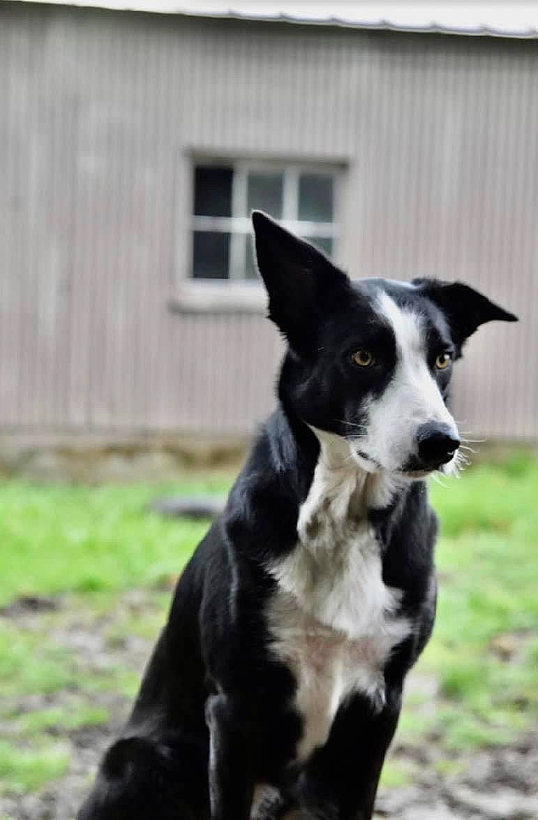 Bailey is registered to the contest to win money with this photo: canidae, carnivore, collar, companion_dog, dog, dog_breed, dog_collar, door, fur, grass, herding_dog, mcnab, plant, snout, sporting_group, tail, whiskers, window, working_animal, working_dog