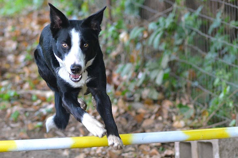 Bailey joined the competition — help win amazing prizes! carnivore, companion_dog, dog, dog_breed, herding_dog, hunting_dog, mcnab, mesh, non_sporting_group, plant, sporting_group, tail, tree, working_animal, working_dog