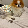 Princess Chally is registered to the contest to win money with this photo: dog, pomeranian, fluffy, pet, bed, fur, animal, cute, small_dog, indoor, resting, lying_down, white_fur, brown_fur, cozy, canine, domestic_animal, floral_pattern, cloth, adorable
