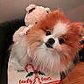 animal, candy_canes, christmas, closeup, cute, decor, dog, festive, fluffy, furry, holiday, indoors, pet, pet_portrait, pomeranian, small_dog, soft_toy, stocking, teddy_bear, wooden_floor