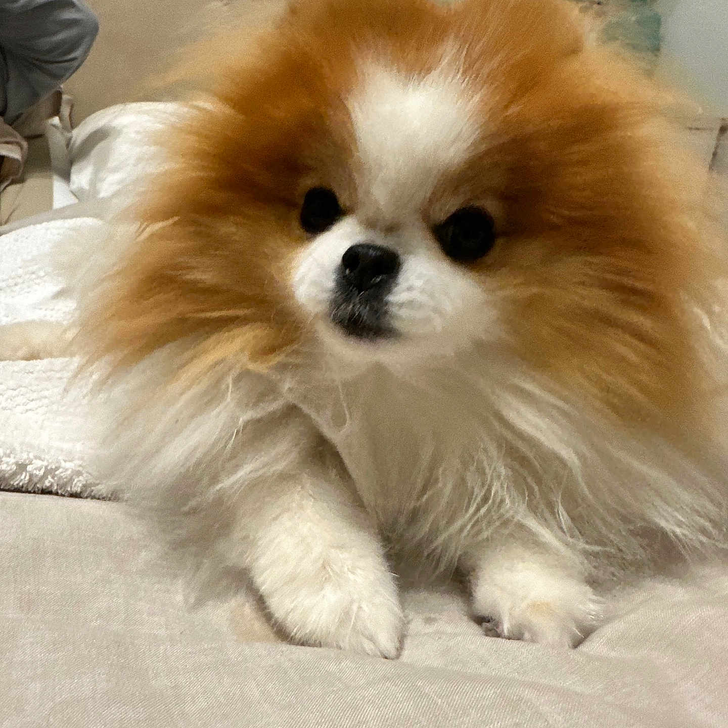 Princess Chally is registered to the contest to win money with this photo: dog, pomeranian, fluffy, fur, pet, indoor, couch, beige, cute, small_dog, animal, mammal, face, paw, domestic_animal, living_room, lamp, furniture, relaxing, portrait