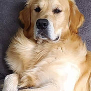 Sandy Delattre participe au concours pour gagner de l'argent avec cette photo : dog, golden_retriever, pet, animal, fur, canine, indoors, couch, relaxed, laying_down, comfort, fluffy, portrait, close_up, mammal, friendly, domestic_animal, resting, soft_texture, calm
