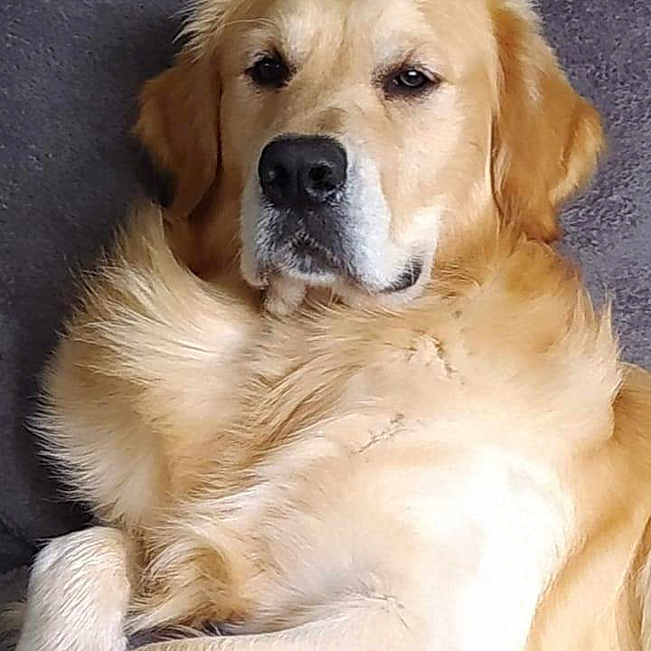 Sandy Delattre participe au concours pour gagner de l'argent avec cette photo : animal, calm, canine, close_up, comfort, couch, dog, domestic_animal, fluffy, friendly, fur, golden_retriever, indoors, laying_down, mammal, pet, portrait, relaxed, resting, soft_texture