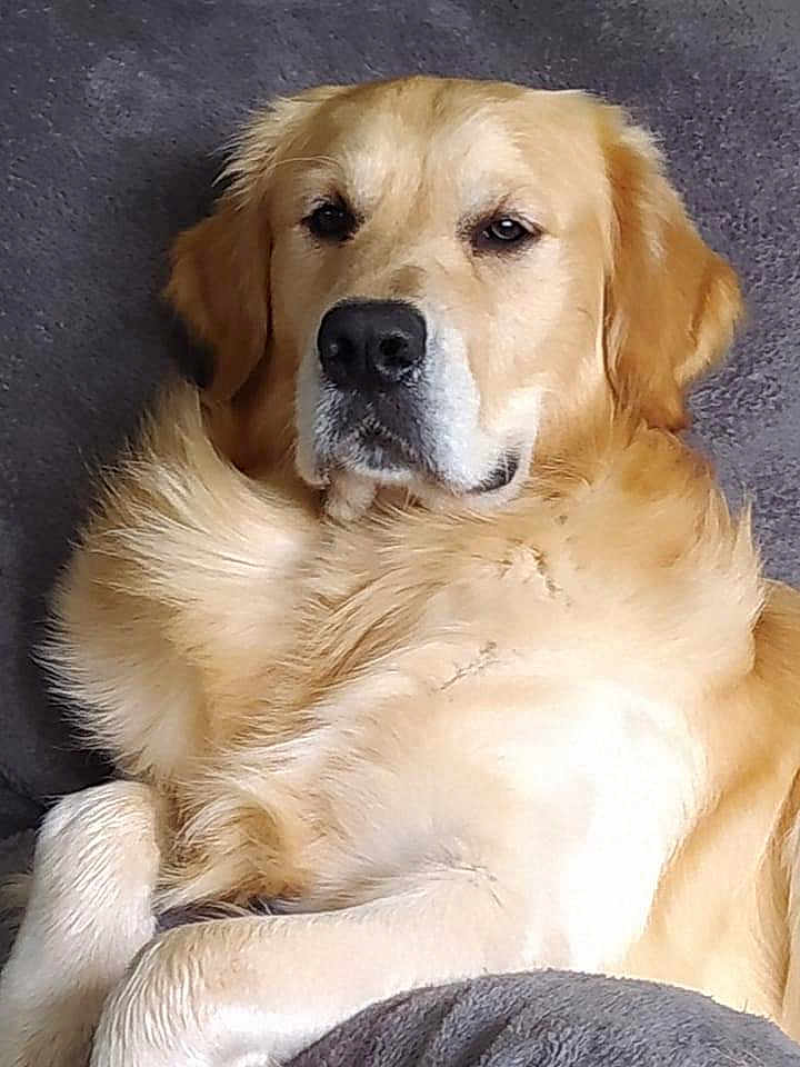 Sandy Delattre participe au concours pour gagner de l'argent avec cette photo : dog, golden_retriever, pet, animal, fur, canine, indoors, couch, relaxed, laying_down, comfort, fluffy, portrait, close_up, mammal, friendly, domestic_animal, resting, soft_texture, calm