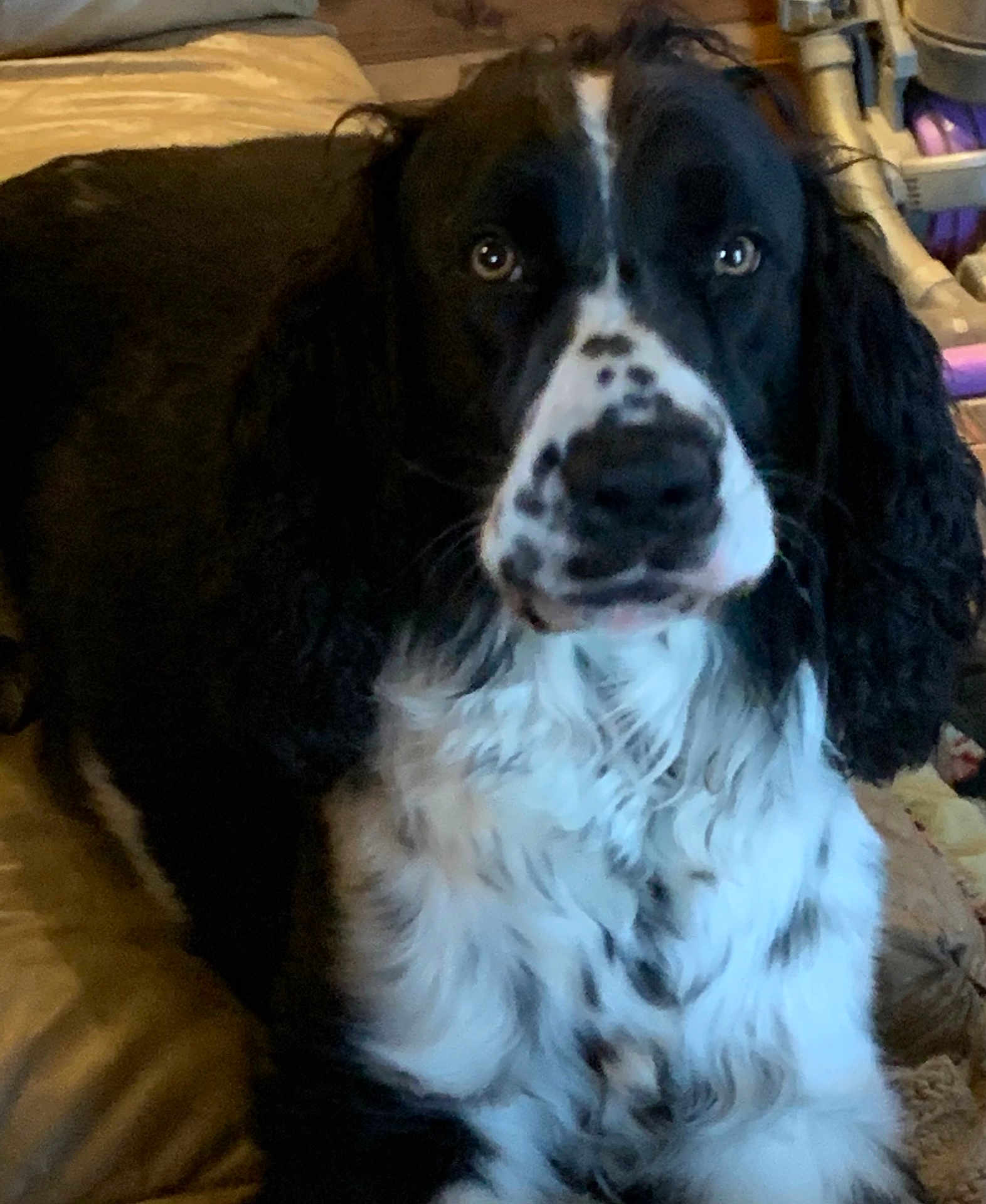 Charlie joined the competition — help win amazing prizes! dog, black_and_white, close_up, pet, indoor, couch, fur, snout, ears, eyes, animal, portrait, companion, domestic, relaxed, furniture, home, cute, spot, mammal