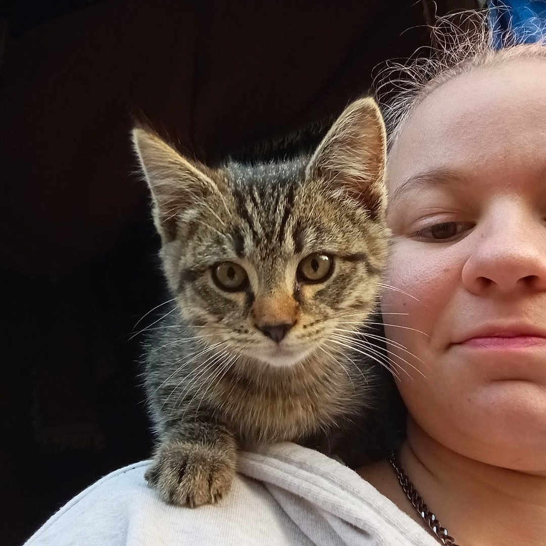 Loki joined the competition — help win amazing prizes! animal, cat, closeup, clothing, cute, eyes, face, feline, fur, hoodie, indoor, kitten, necklace, person, pet, portrait, shoulder, tabby, whiskers, young