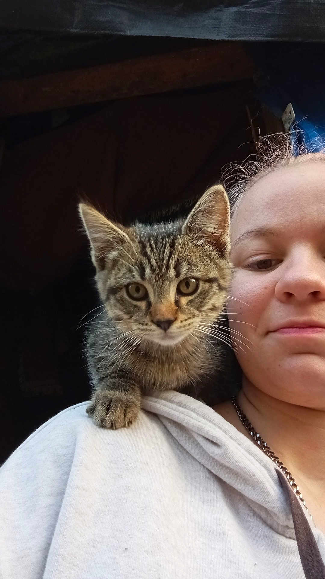 Loki joined the competition — help win amazing prizes! animal, cat, closeup, clothing, cute, eyes, face, feline, fur, hoodie, indoor, kitten, necklace, person, pet, portrait, shoulder, tabby, whiskers, young