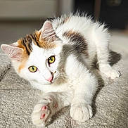 Guizmo a rejoint le concours — aidez-le/la à gagner de superbes lots ! cat, kitten, pet, white_fur, orange_fur, green_eyes, paw, indoor, blanket, cozy, soft_light, fur, cute, animal, relaxed, closeup, texture, resting, domestic, young