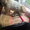 dog, small_dog, fluffy, white_fur, long_hair, standing, sniffing, slipper, blanket, window, sunlight, indoors, cozy, textile, cushion, home, pet, animal, natural_light, portrait