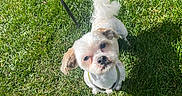 Mr. Wiggles is registered to the contest to win money with this photo: dog, small_dog, fluffy, white_fur, brown_ears, leash, harness, outdoor, grass, lawn, sunlight, pet, companion_animal, looking_up, portrait, cute, standing, greenery, park, daylight