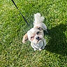 dog, small_dog, fluffy, white_fur, brown_ears, leash, harness, outdoor, grass, lawn, sunlight, pet, companion_animal, looking_up, portrait, cute, standing, greenery, park, daylight