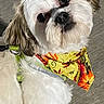 dog, small_dog, fluffy, white_fur, brown_ears, head_tilt, portrait, pet, companion_animal, bandana, colorful_accessory, harness, collar, leash, shiny_eyes, floppy_ears, sitting, outdoor, pavement, close_up