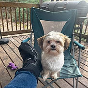 Mr. Wiggles joined the competition — help win amazing prizes! dog, small_dog, fluffy, white_fur, brown_fur, long_hair, pet, animal, portrait, sitting, camping_chair, wooden_deck, outdoor, backyard, barbecue_grill, leg_brace, purple_toy, forest, sunlight, close_up
