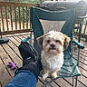 dog, small_dog, fluffy, white_fur, brown_fur, long_hair, pet, animal, portrait, sitting, camping_chair, wooden_deck, outdoor, backyard, barbecue_grill, leg_brace, purple_toy, forest, sunlight, close_up