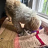 dog, small_dog, white_dog, shaggy_fur, fluffy, long_hair, pet, animal, indoors, window, sunlight, knitted_blanket, textile, toy, purple_toy, cozy, home, portrait, standing, natural_light