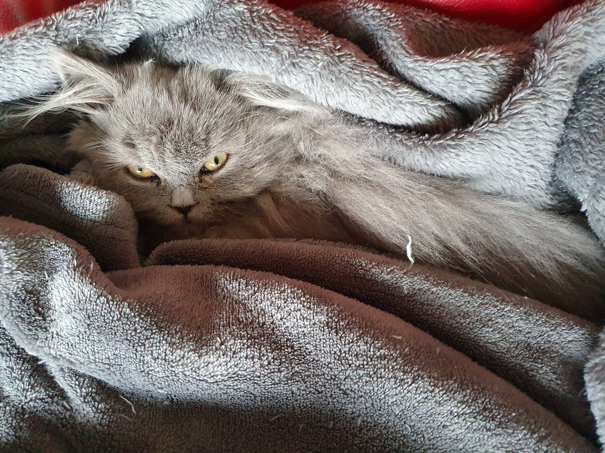 Pandore participe au concours pour gagner de l'argent avec cette photo : asian, british_shorthair, carnivore, cat, chartreux, domestic_short_haired_cat, fawn, felidae, fur, kitten, nap, pixie_bob, russian_blue, sleep, small_to_medium_sized_cats, tabby_cat, tail, whiskers