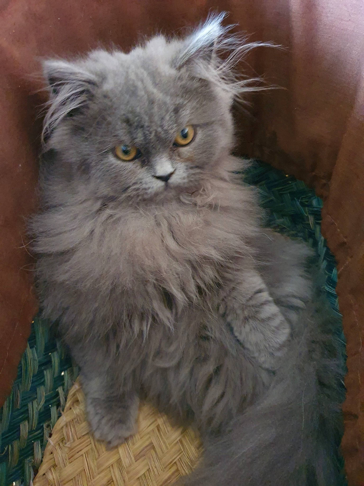 Pandore participe au concours pour gagner de l'argent avec cette photo : american_curl, asian_semi_longhair, british_longhair, british_semi_longhair, carnivore, cat, domestic_long_haired_cat, fawn, felidae, fur, mammal, napoleon_cat, nebelung, norwegian_forest_cat, persian, ragamuffin, siberian, small_to_medium_sized_cats, vertebrate, whiskers