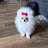 dog, pomeranian, fluffy, white, bow, red_bow, indoor, wooden_floor, carpet, couch, pet, small_dog, cute, animal, fur, standing, domestic, companion, adorable, household