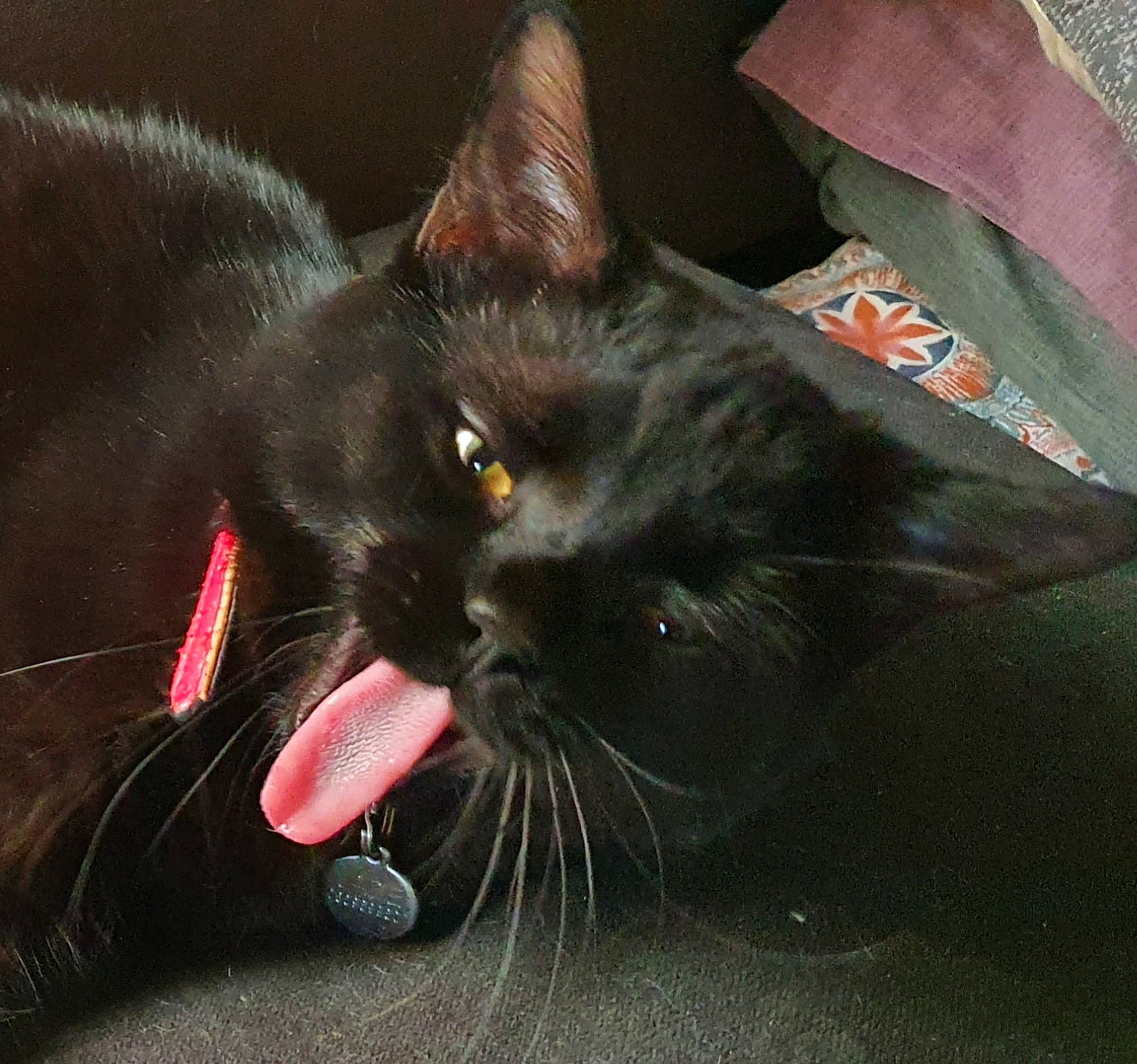 Jade participe au concours pour gagner de l'argent avec cette photo : black_cat, bombay, carnivore, cat, claw, domestic_short_haired_cat, ear, eye, felidae, foot, fur, paw, plant, small_to_medium_sized_cats, snout, tail, terrestrial_animal, whiskers