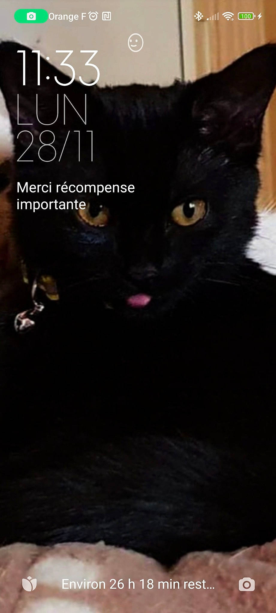 Jade participe au concours pour gagner de l'argent avec cette photo : black_cat, bombay, carnivore, cat, darkness, domestic_short_haired_cat, felidae, flash_photography, font, fur, internet_meme, photo_caption, publication, small_to_medium_sized_cats, snout, terrestrial_animal, whiskers