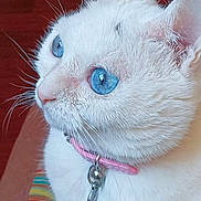 Joy a rejoint le concours — aidez-le/la à gagner de superbes lots ! animal, background_blur, bell, blue_eyes, cat, close_up, collar, cute, domestic_cat, feline, fur, indoor, looking_up, pet, pink_collar, portrait, soft_light, striped_fabric, whiskers, white_cat