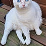 cat, white_cat, blue_eyes, pet, animal, feline, wooden_deck, outdoor, fur, ears, whiskers, sitting, curious, closeup, domestic_animal, nature, relaxed, portrait, tabby, cute